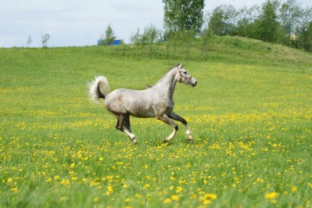 Фото лошади терской породы