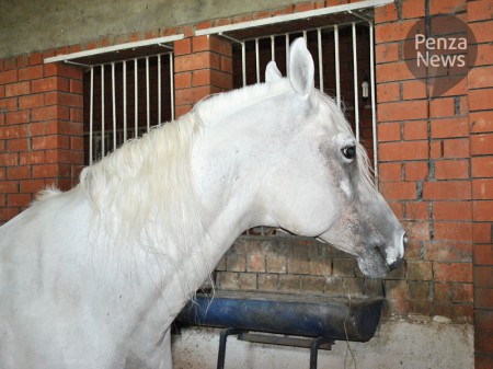 В Пензенской области разыскивается лошадь, сбежавшая от конокрада