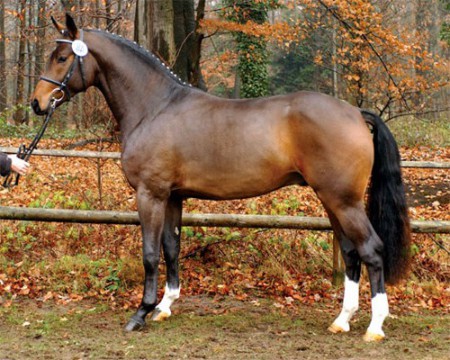 Фото лошади вестфальской породы