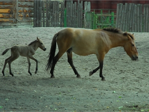 В киевском зоопарке родился второй жеребенок Пржевальского
