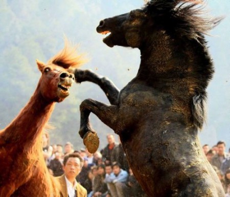 Фото двух дерущихся жеребцов