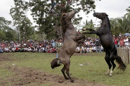 Фото двух дерущихся жеребцов