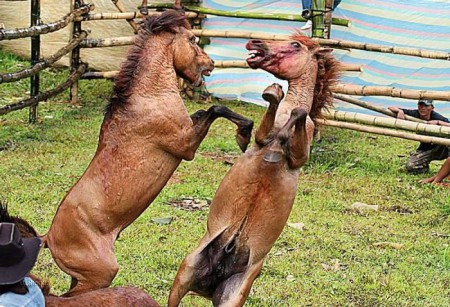 Фото двух дерущихся жеребцов