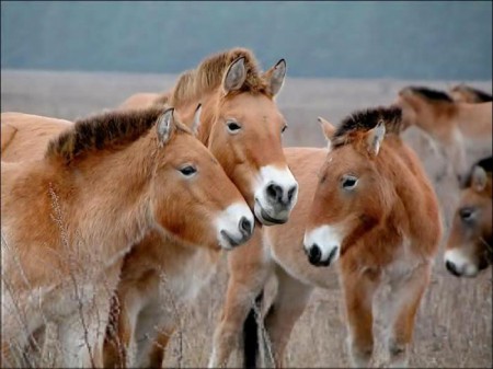 В понедельник самолётом из Праги в Монголию доставят четырех коней Пржевальского