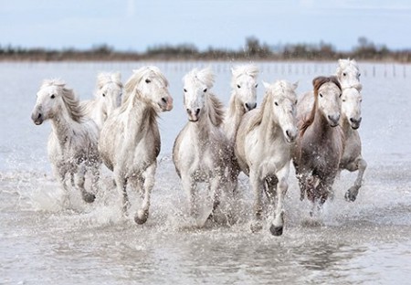 Фото скачущих камаргу