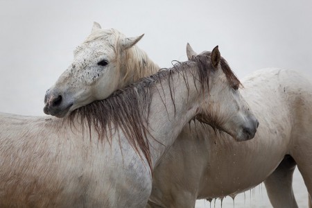 Фото двух камаргу