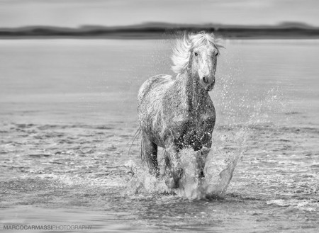 Фото камаргу
