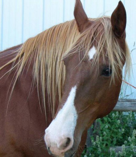 Фото американской индейской лошади рыжей масти