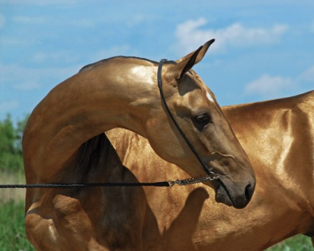 Туркменистан будет наращивать поголовье ахалтекинской и йомудской пород лошадей