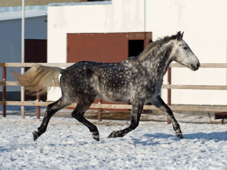 Фото лошади