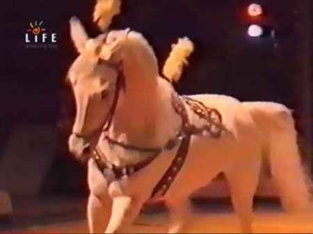 История цирковой лошади. Смотреть фильм про лошадей онлайн