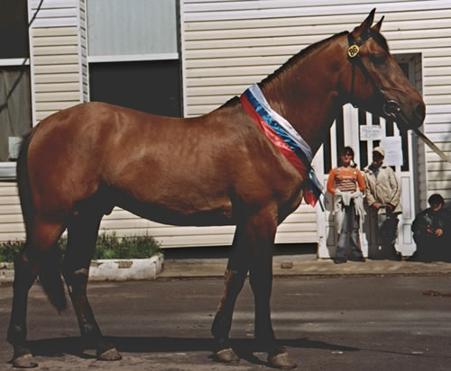 Вятская лошадь (Вятка): фото, описание, история происхождения » Сайт олошадях KoHuKu.ru
