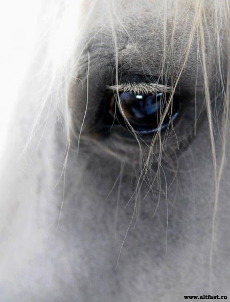 Новосибирцы спасли лошадей от голода и холода
