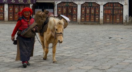 Тибетский пони: фото, описание, история происхождения