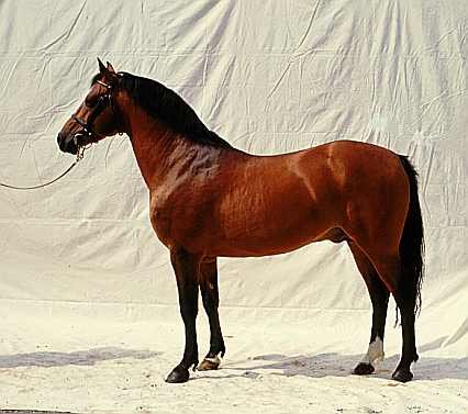 Французский верховой пони: фото, описание, история происхождения