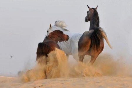 Фото арабских лошадей