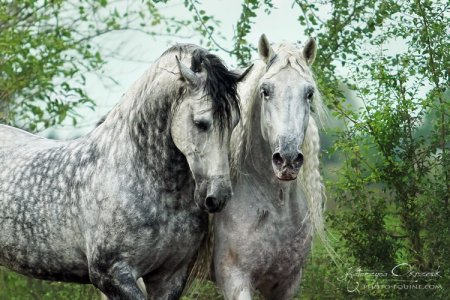 Фото двух андалузских лошадей серой масти