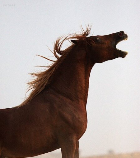 Фото лошади рыжей масти арабской породы
