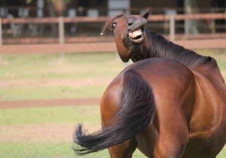 Фото гнедой лошади