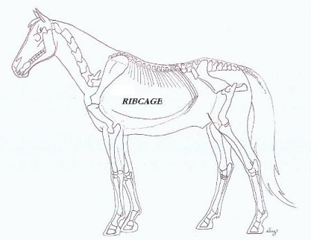 Уроки рисования: рисуем лошадь-анатомия и породы