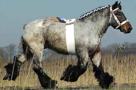 Голландская упряжная лошадь