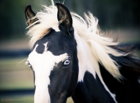 Интересные факты о породах лошадей. Часть третья
