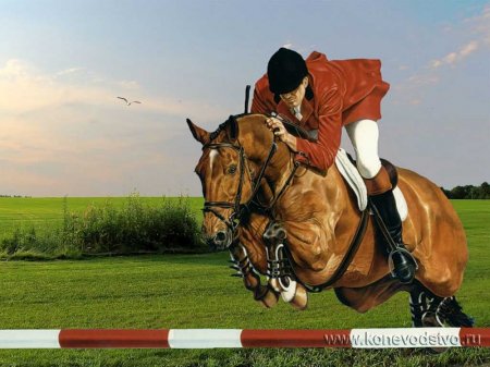 Выбор и содержание спортивной лошади