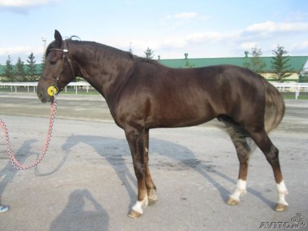 Не поверите - это орловский рысак