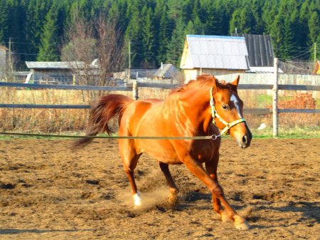 Латвийская упряжная порода лошадей: происхождение, описание, применение