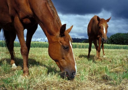 Фото двух лошадей