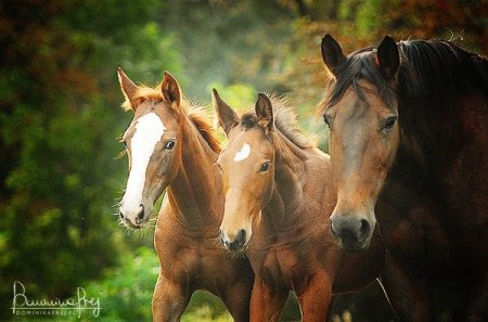 Фото кобылицы с двумя жеребятами