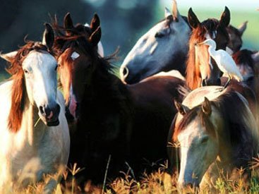 В США лошадей могут приравнять к агрессивным животным