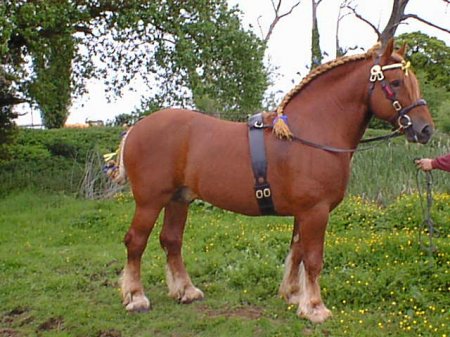 Суффольская лошадь (суффольк)