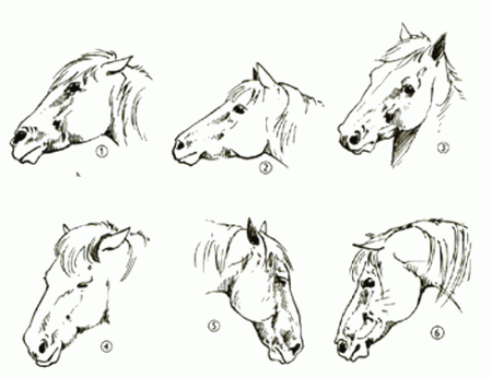Положения лошадиных ушей