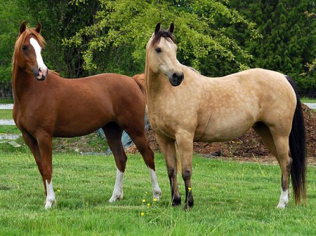 В США сбежавшие лошади спровоцировали пять ДТП