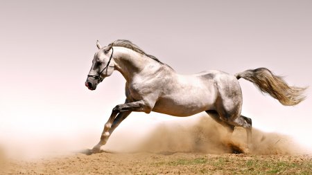 Фото серой лошади
