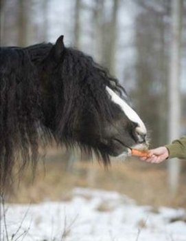Фото лошади, которая ест морковку с руки человека