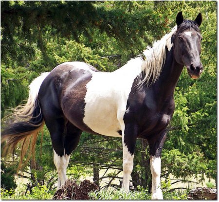 Фото пегой лошади