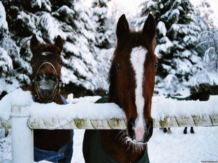 Фото двух лошадок, которые поздравляют вас с Новым годом
