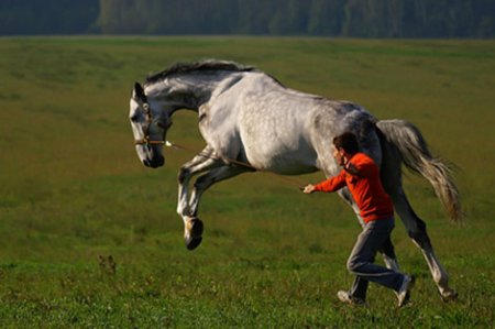 Фото мужчины и лошади
