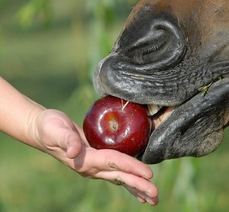 Лошади дают яблоко