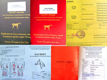 Как выглядит паспорт лошади