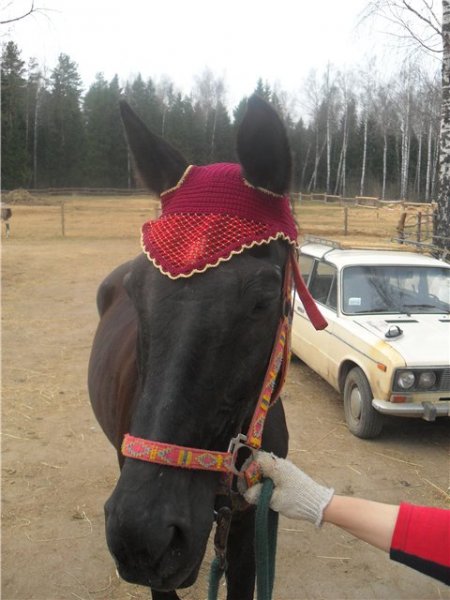 Вяжем шапочку для лошади крючком