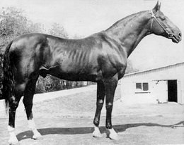Абсент - известный конь в истории СССР