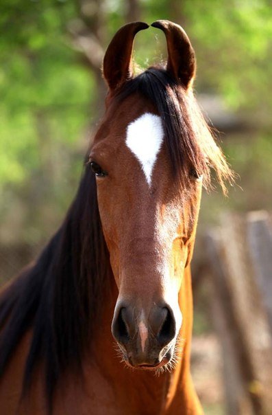 Интересные факты о лошадях породы марвари » Сайт о лошадях KoHuKu.ru