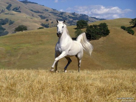 Почему белую лошадь называют серой
