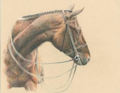 Рисуем лошадь в цвете