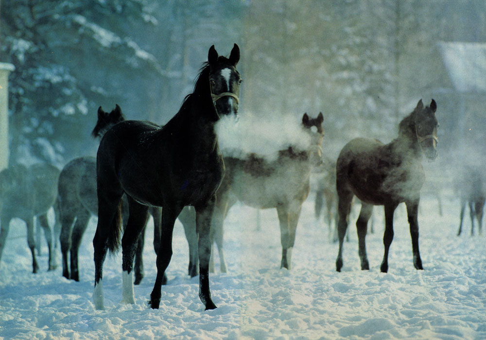 лошади  зима

