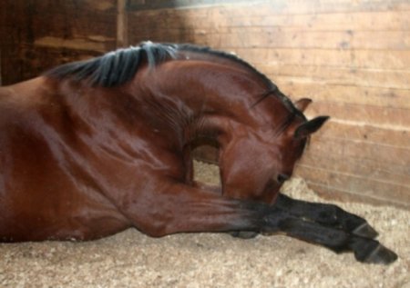 Болезнь лошадей - инфекционная анемия