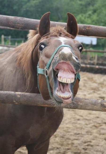 Смешные картинки с лошадьми
